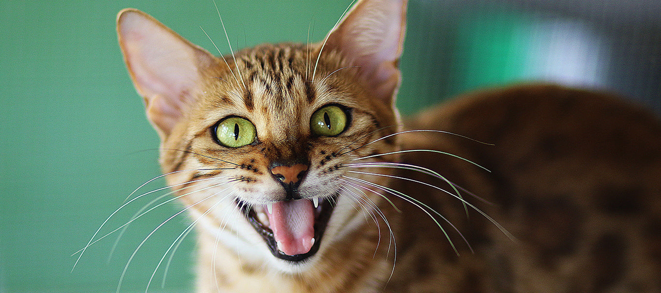 Cat looking at the camera meowing