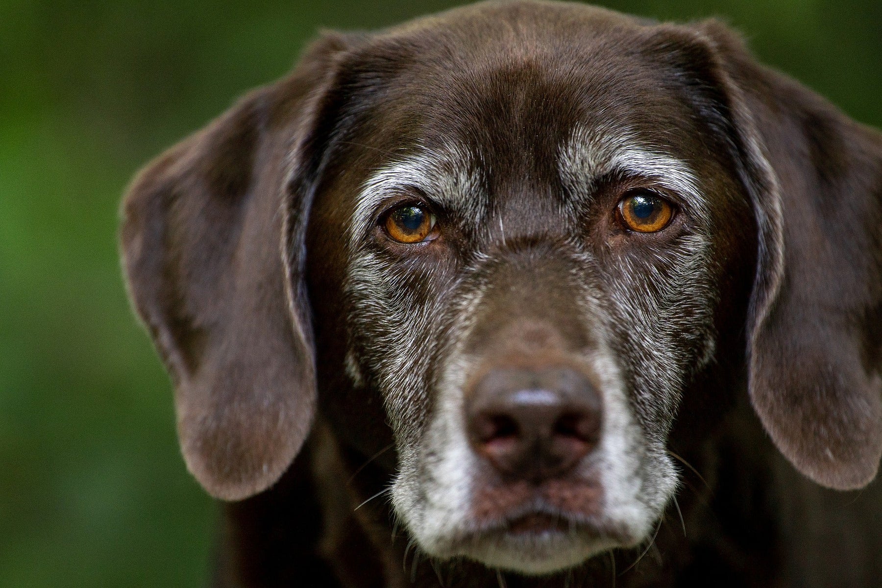 Labrador retriever looking seriously at the camera