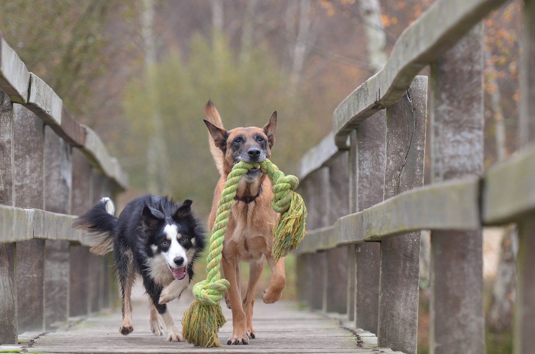 Two happy dogs running next to a fence