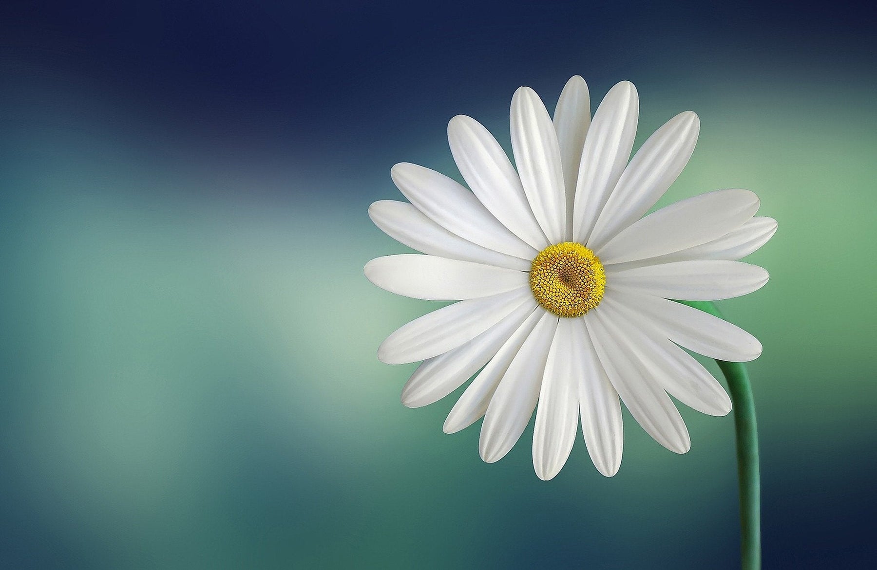 Beautiful white marguerite flower