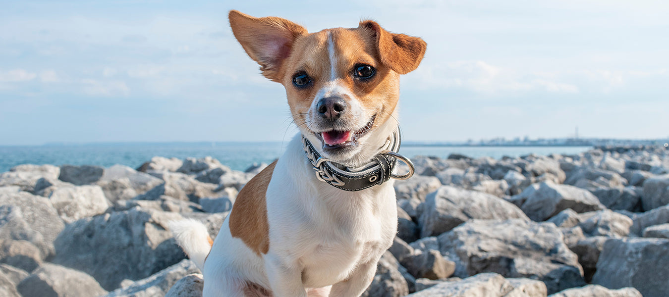Happy dog over a rocky field next to the ocean
