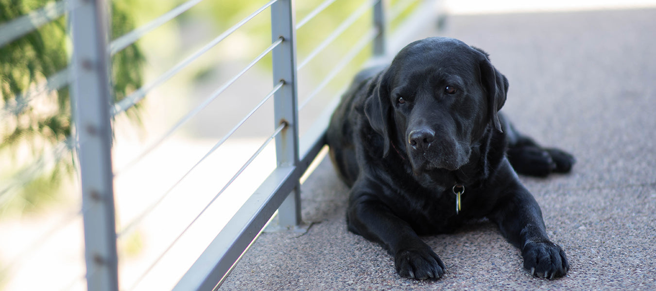 Black dog on a balcony looking down