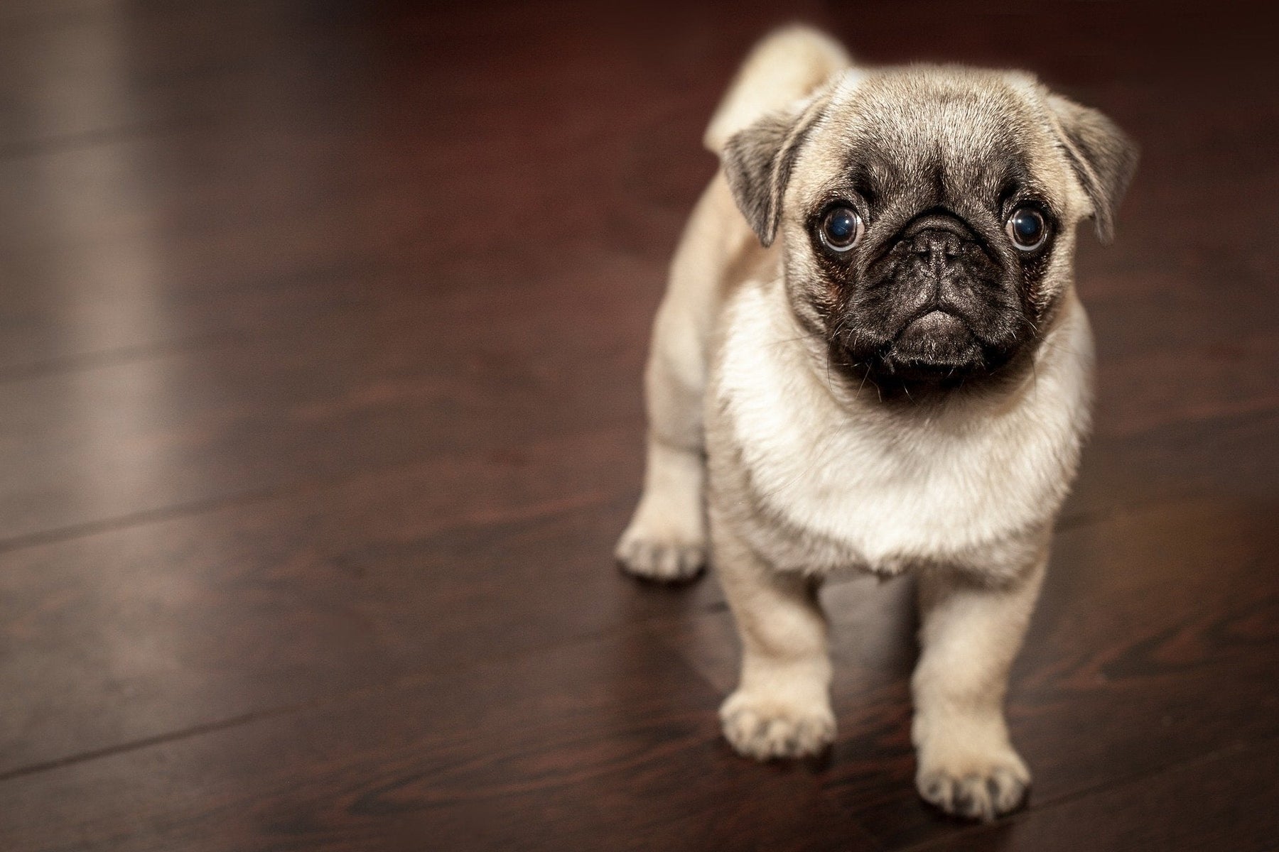 Grey pug puppy over a wooden floor