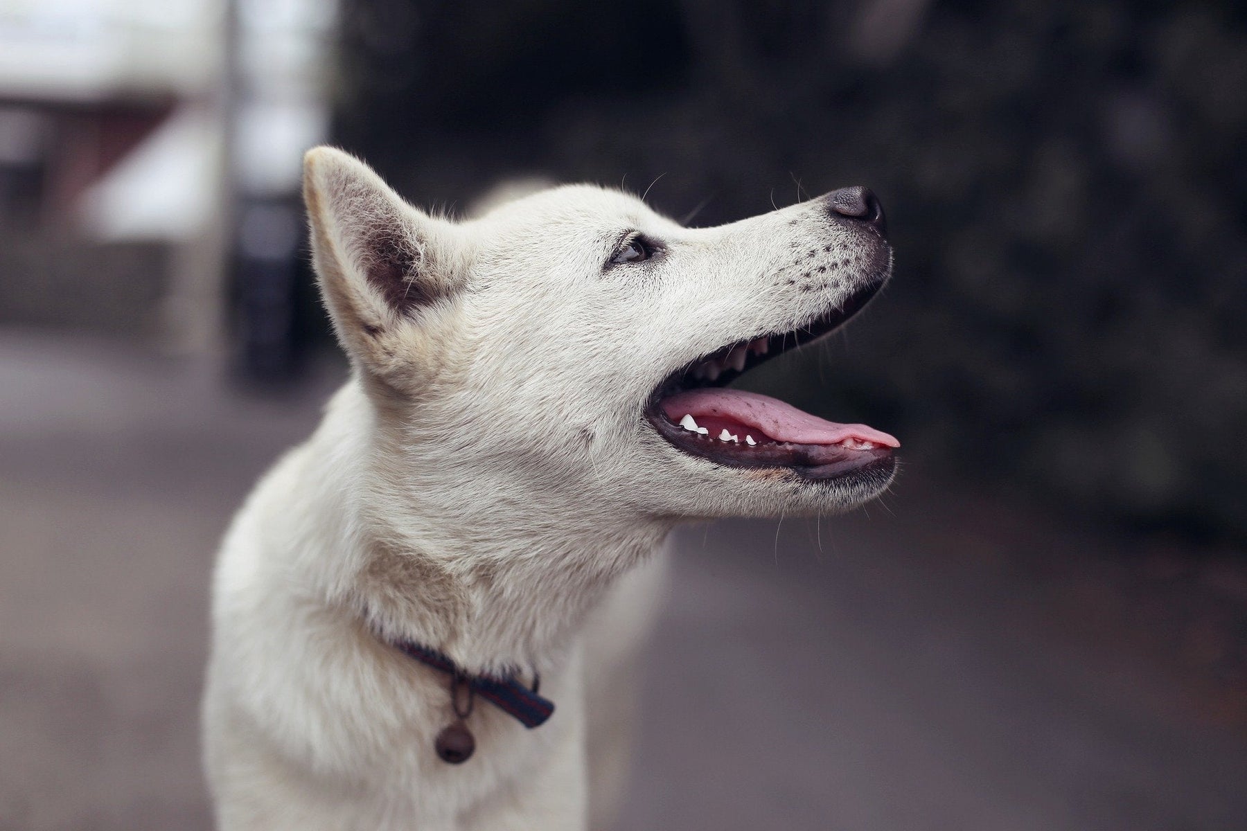Happy white dog looking up
