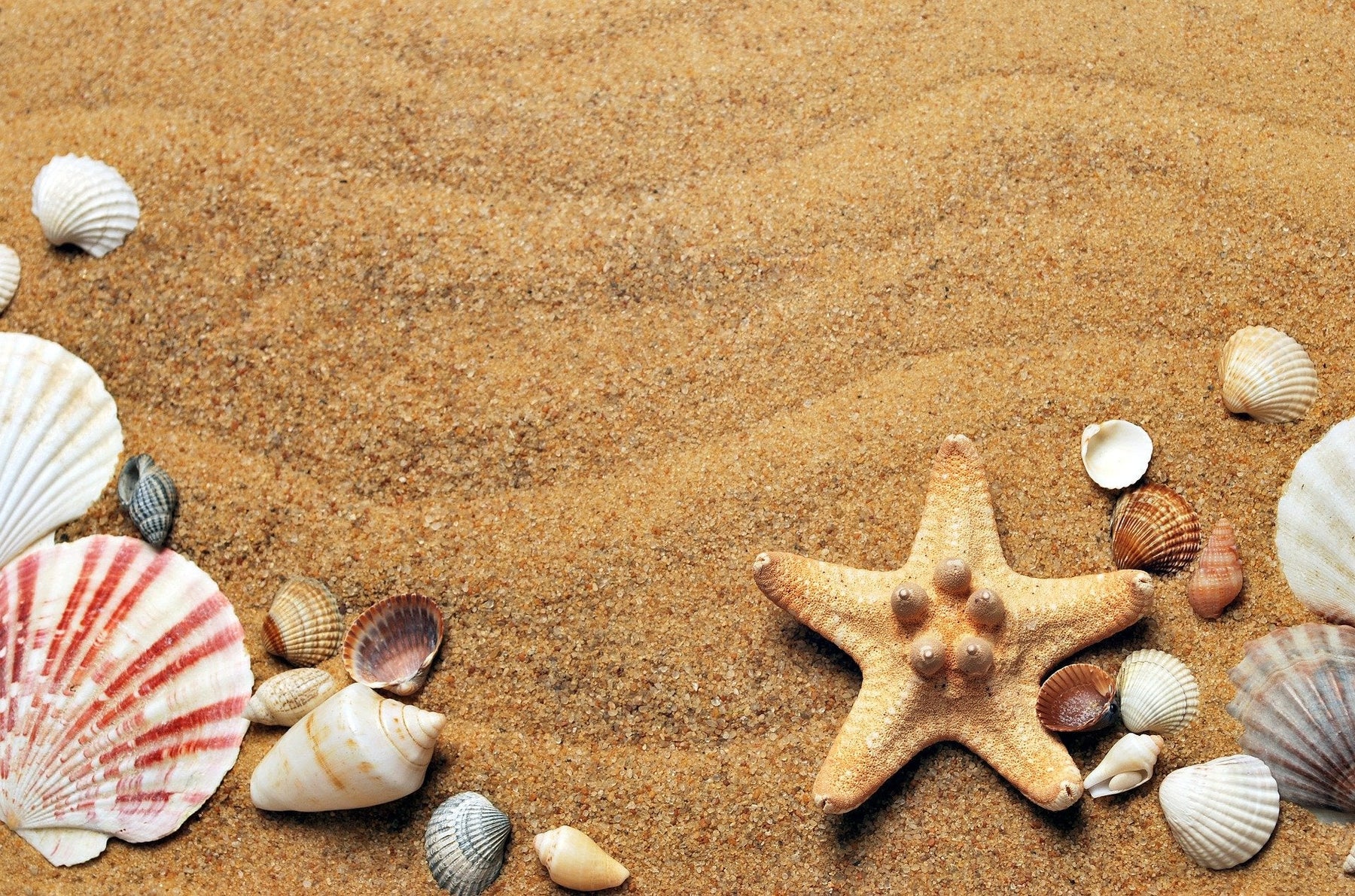 Sea shells of different colors on a beach