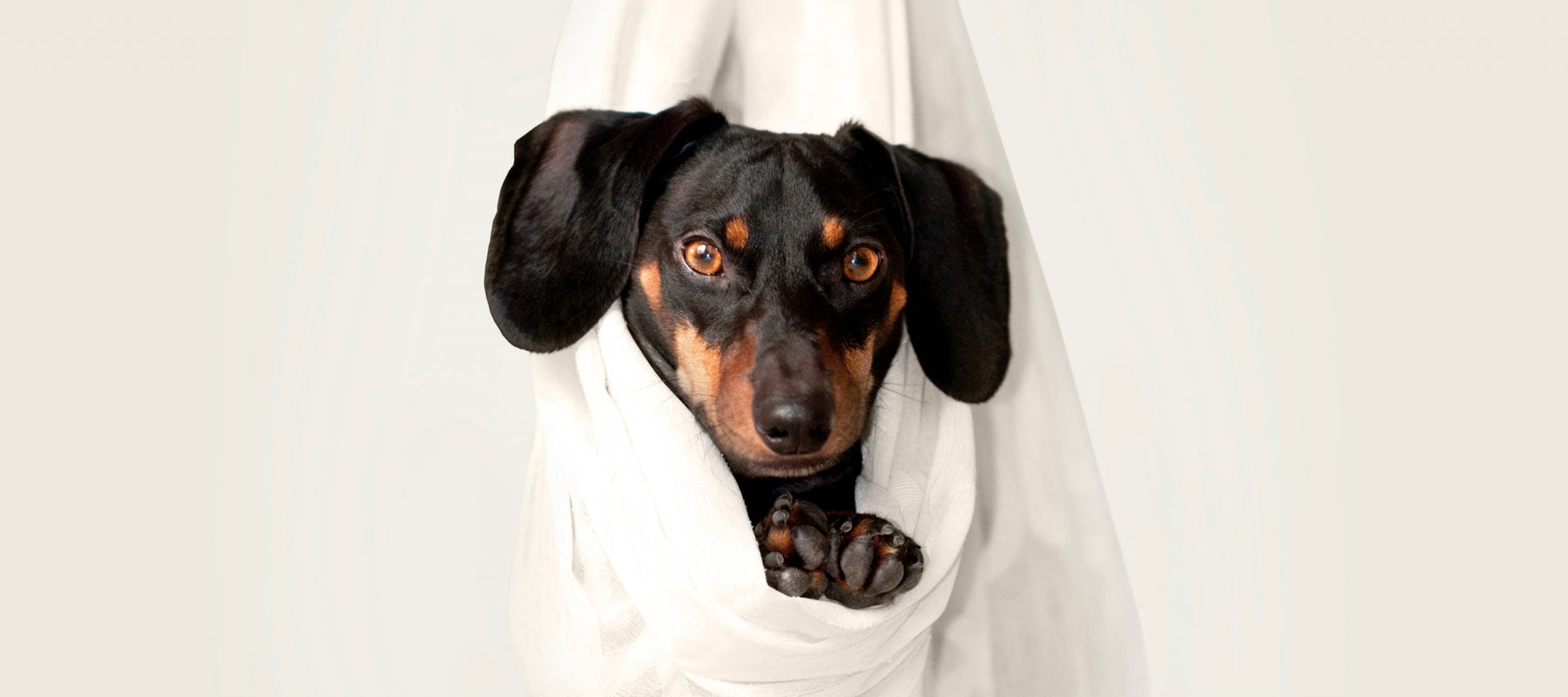Small dog in a bag looking curiously
