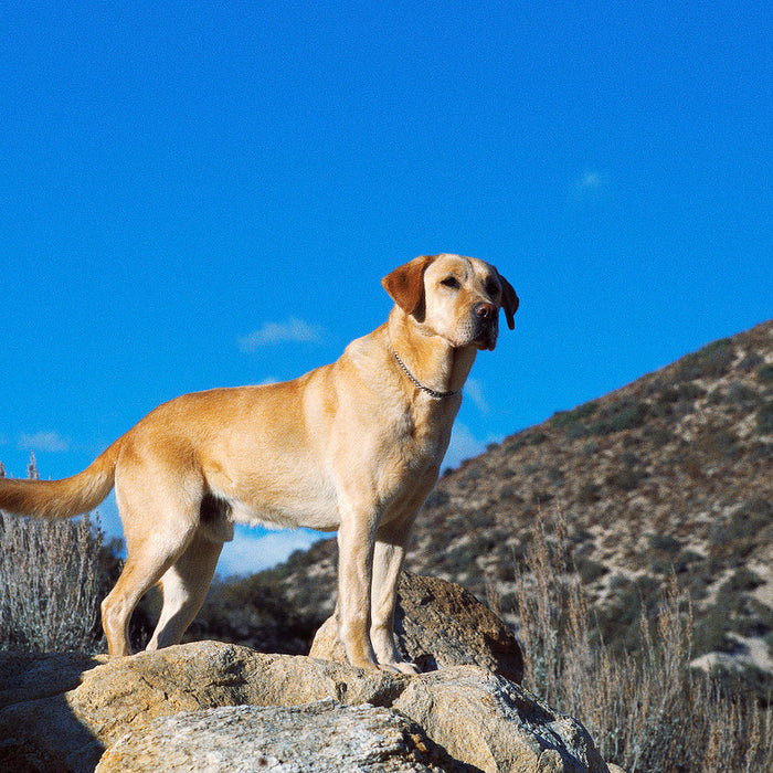 The Benefits of Glucosamine for Dogs: Unlocking Your Pet's Potential