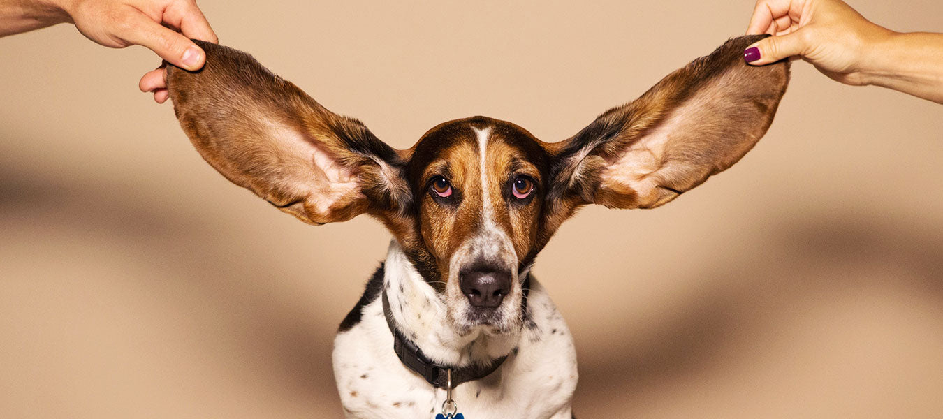 Two hands holding big ears of a dog