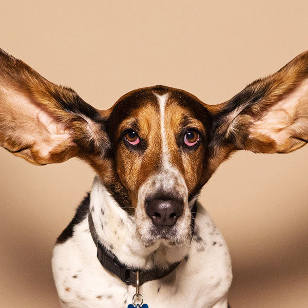 Two hands holding big ears of a dog