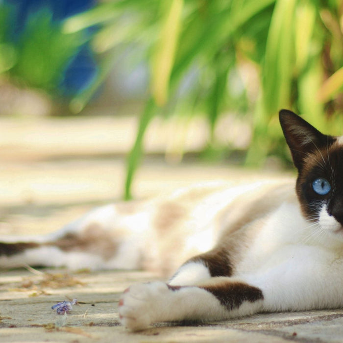 Beautiful cat with blue eyes laying relaxed on the ground