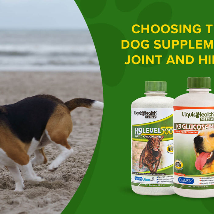 Choosing the Best Dog Supplements for Joint and Hip Health