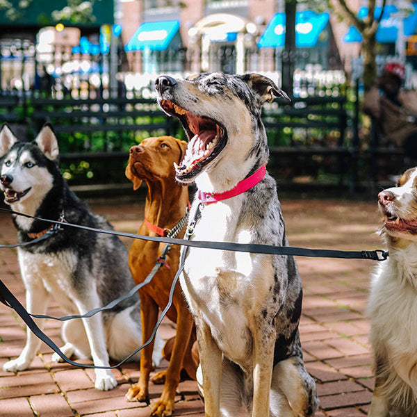 Four dogs in the park looking up to their owner