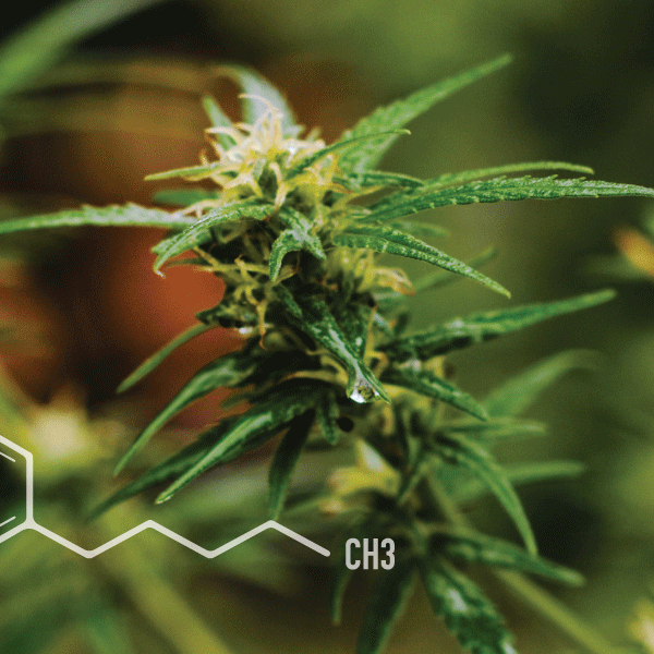 Medicinal plant along with chemical representation