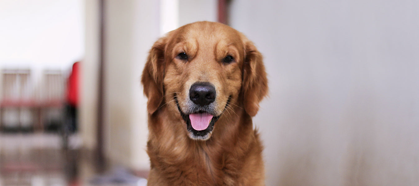 Happy dog inside the house looking at the camera