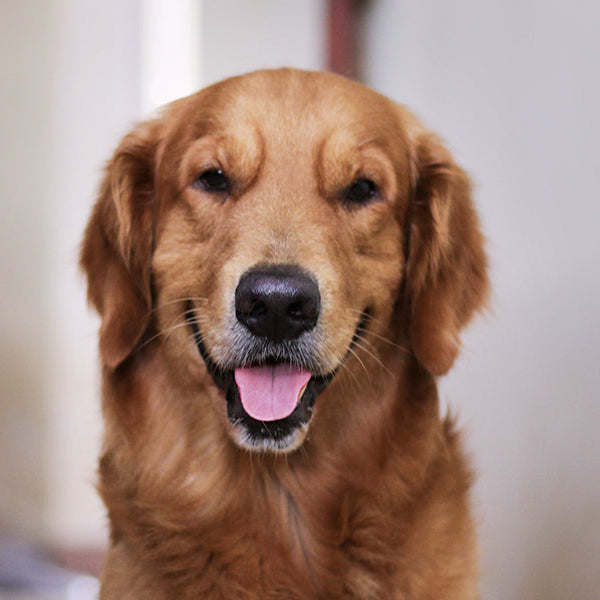 Happy dog inside the house looking at the camera