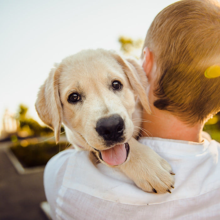 White dog being held my a kid in his arms