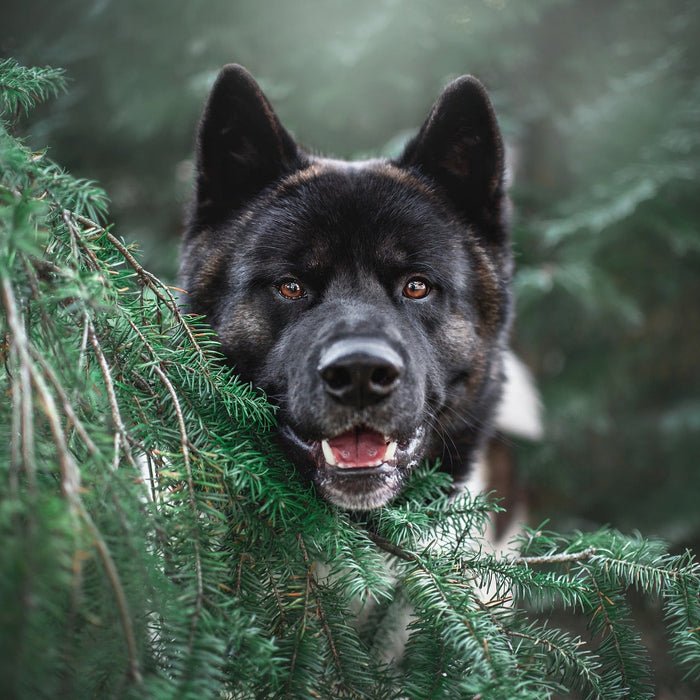 Black dog looking through a tree