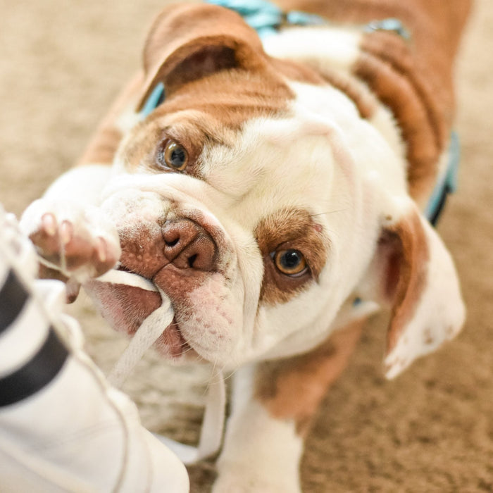 Brown and white bulldog biting a shoe
