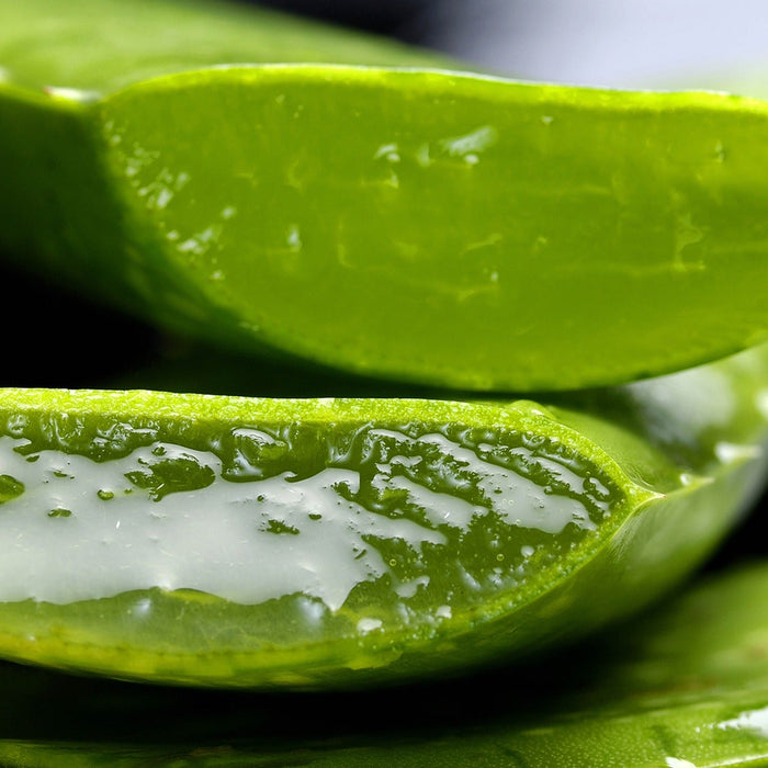 Aloe Vera plant cut in half leaking