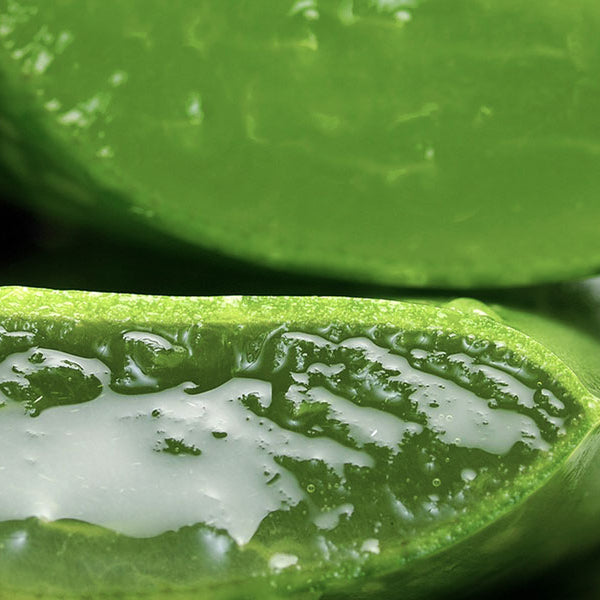 Two pieces of aloe vera cut in half