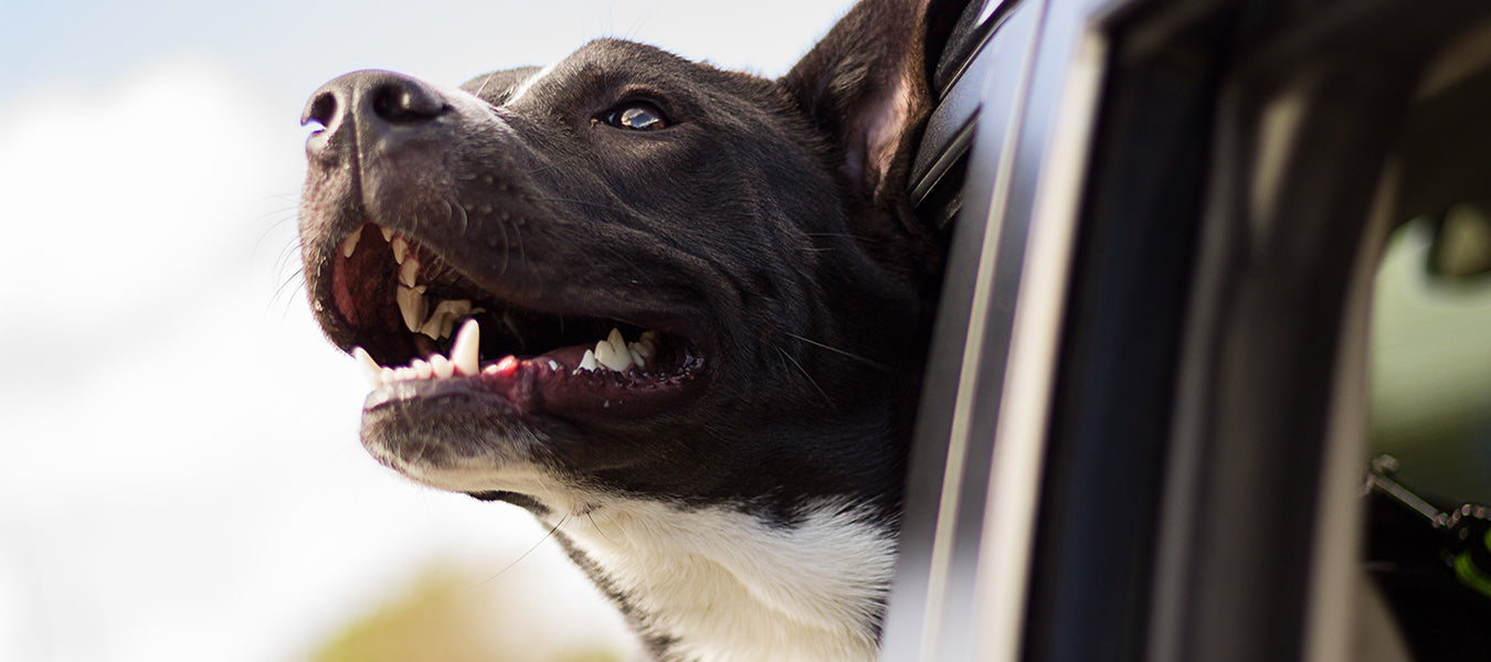 Dog with his head out of the car's window