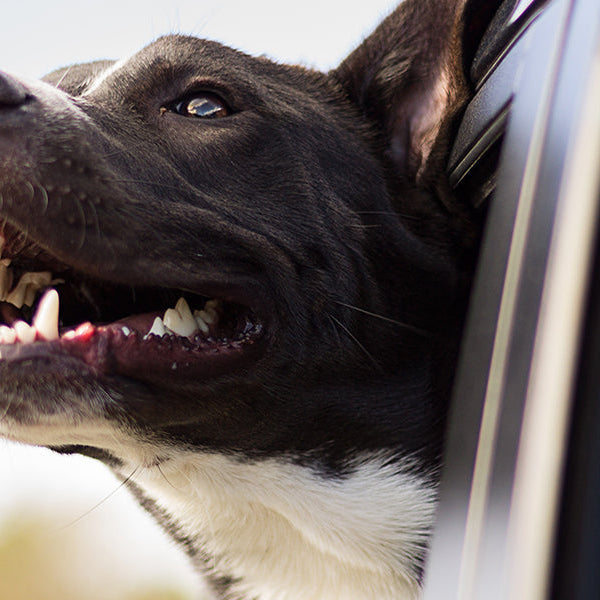 Dog with his head out of the car's window