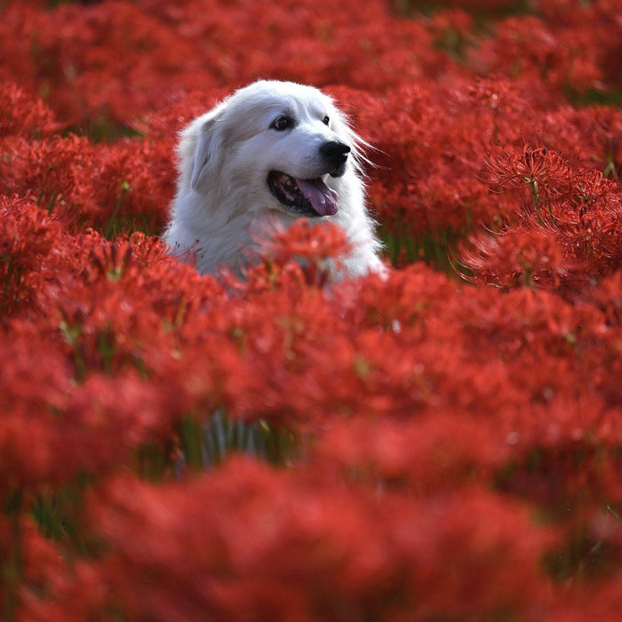 Happy white dog in a field of red flowers