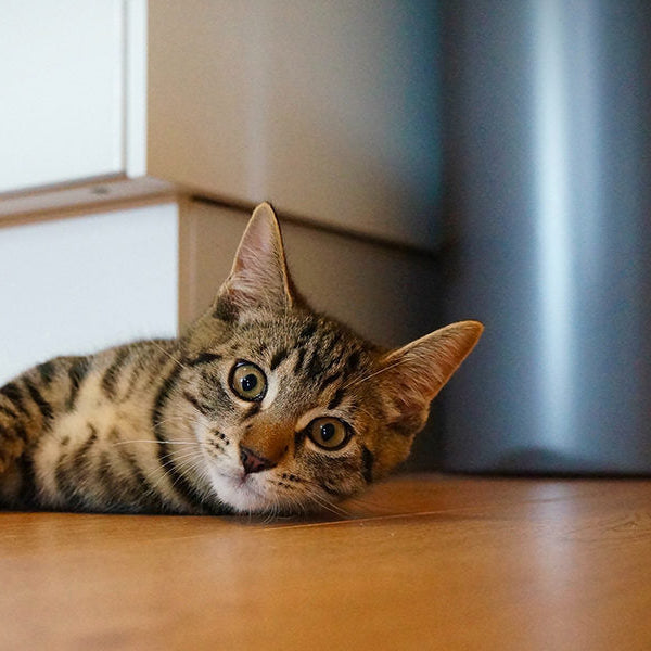 Cat laying on the floor looking at the camera