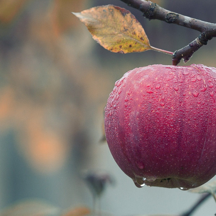 Fruit hanging off a dried tree