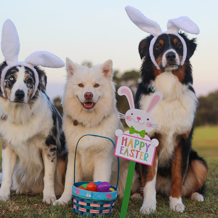 Three dogs on the grass with funny custumes