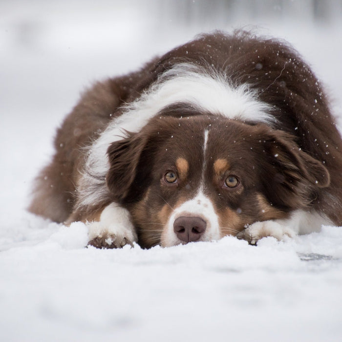 Beautiful dog in the snow laying down