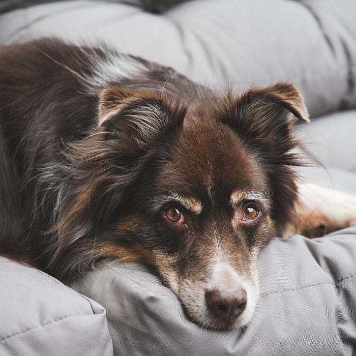 Dog sitting on a grey sofa looking at the camera