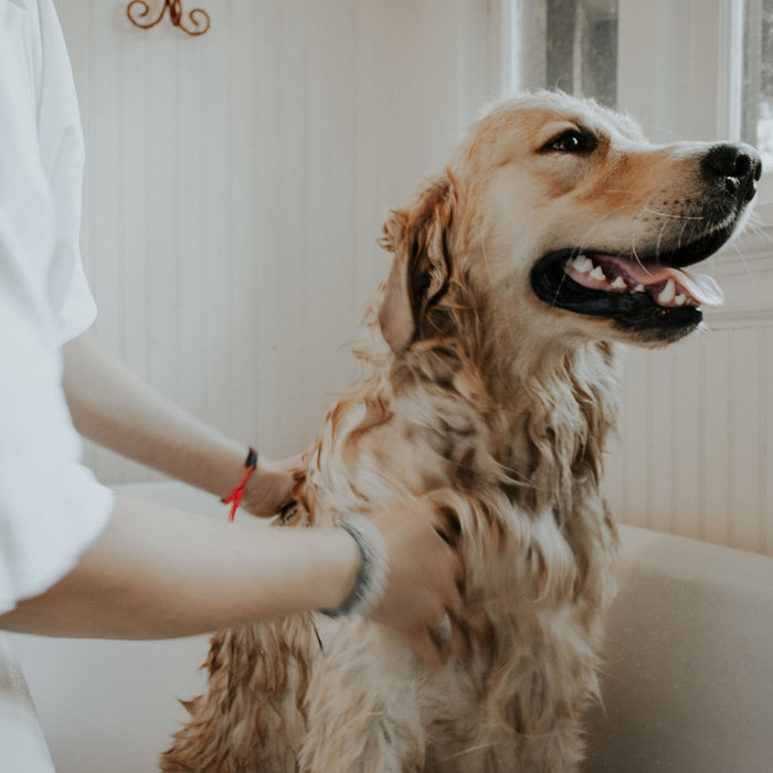 Happy dog taking a bath in the bathtub