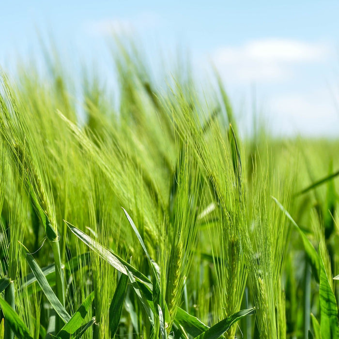 Field of barley with a clean blue sky