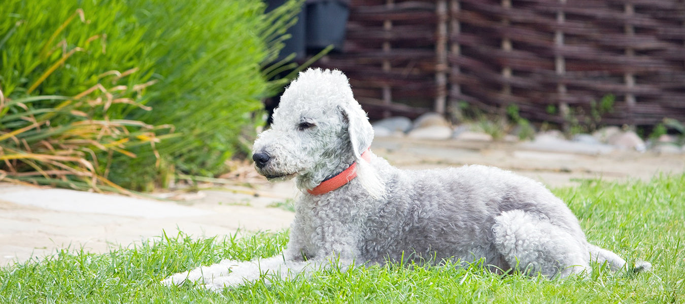 Curly white dog laying in the grass