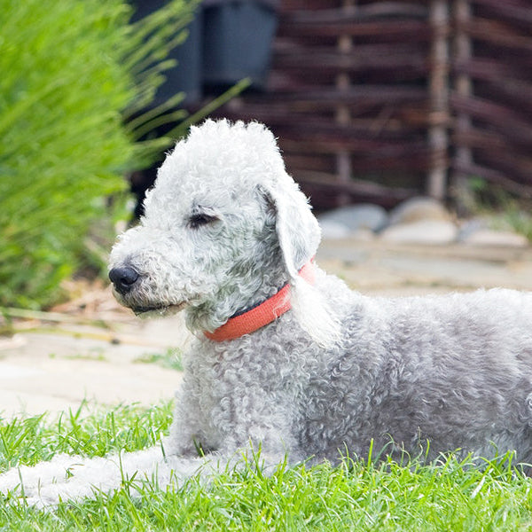 Curly white dog laying in the grass