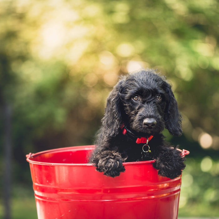 The Benefits of Vitamin C for Dogs Liquid Health Wholesale