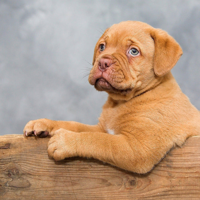 Beautiful brown puppy on a piece of wood