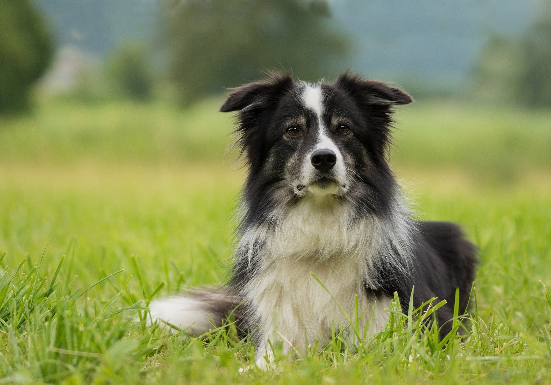 Black and white dog outside in grass