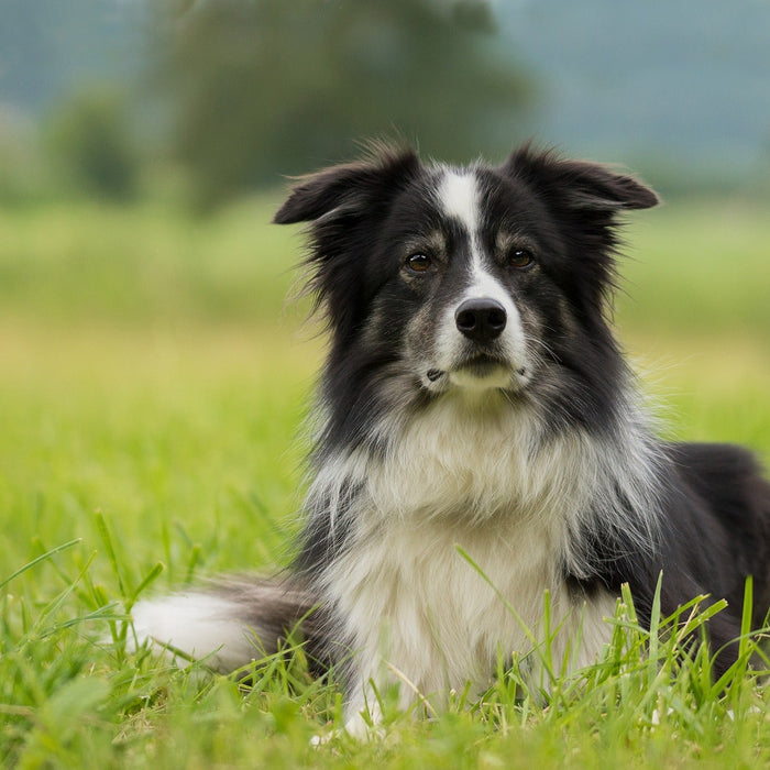 Black and white dog outside in grass