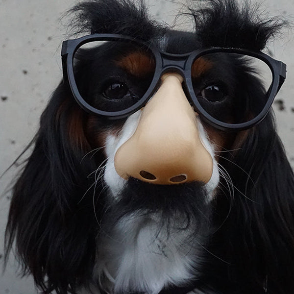 Dog wearing sunglasses and a fake human nose