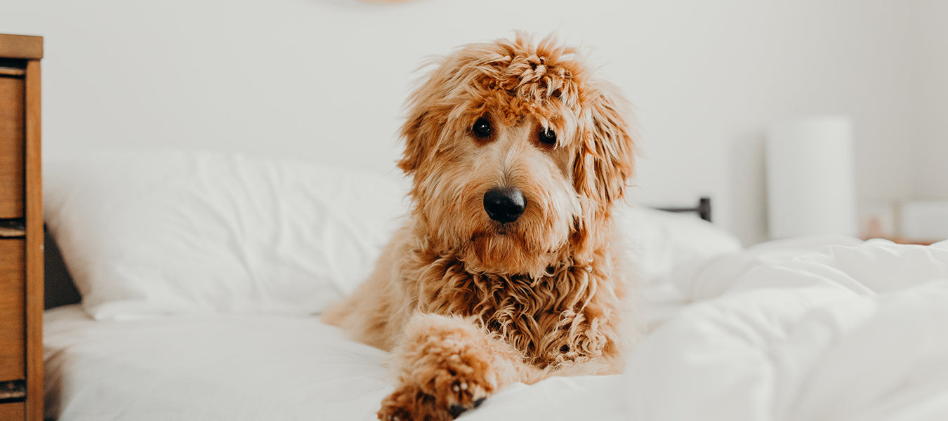 Curly brown dog laying in a white bed