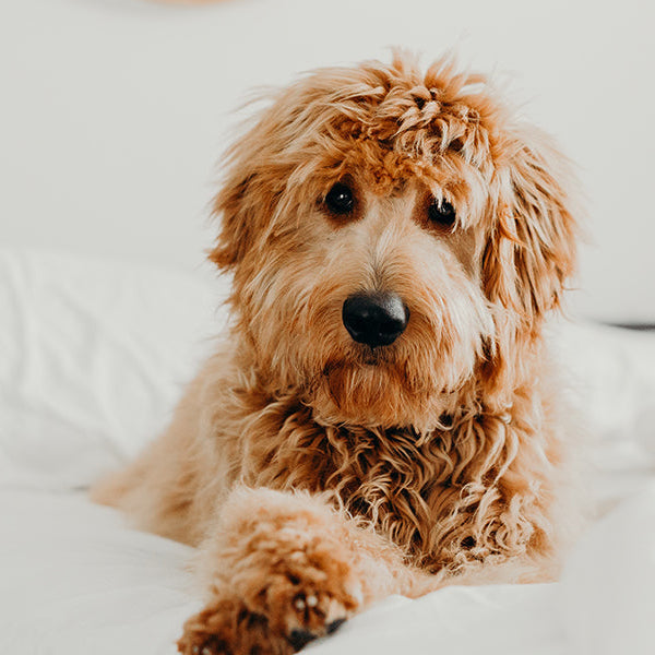 Curly brown dog laying in a white bed
