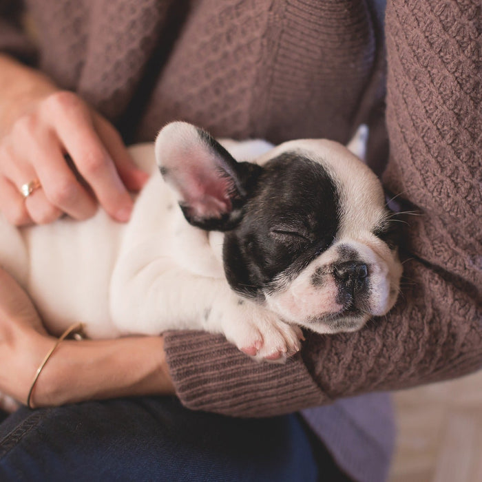 Person wearing a sweater holding a puppy