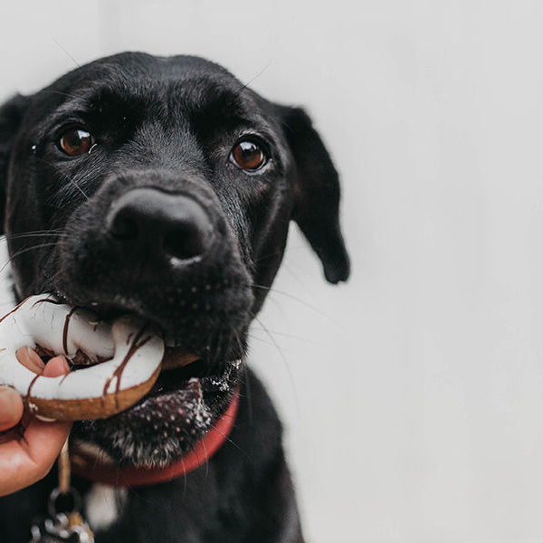 Black dog chewing on a toy