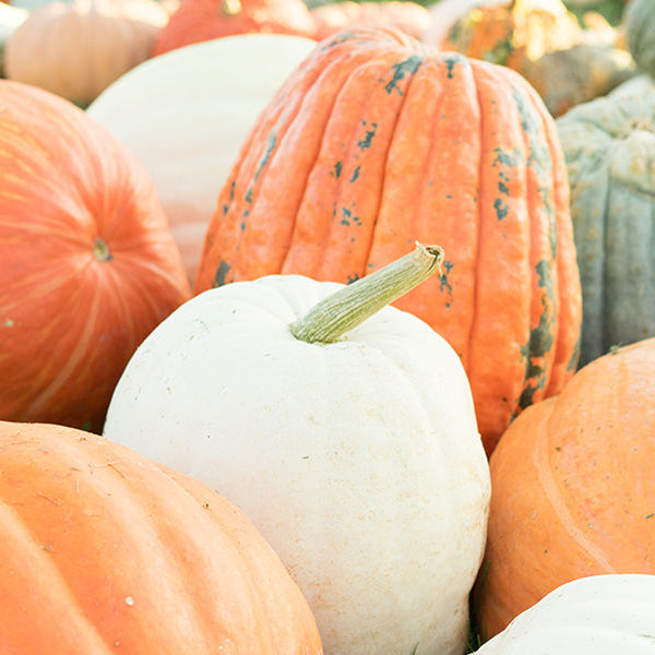 Pumpkins of different colors laying on the ground