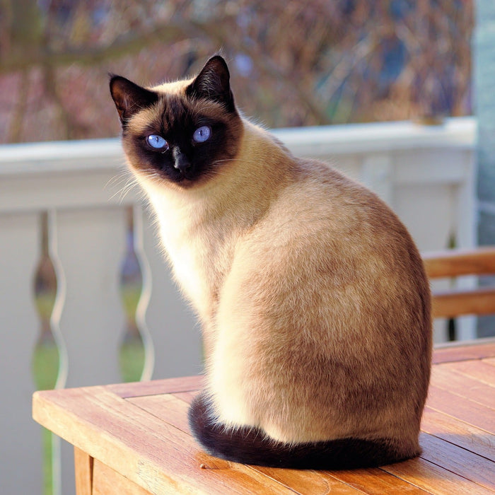 Beautiful brown cat with blue eyes on a table