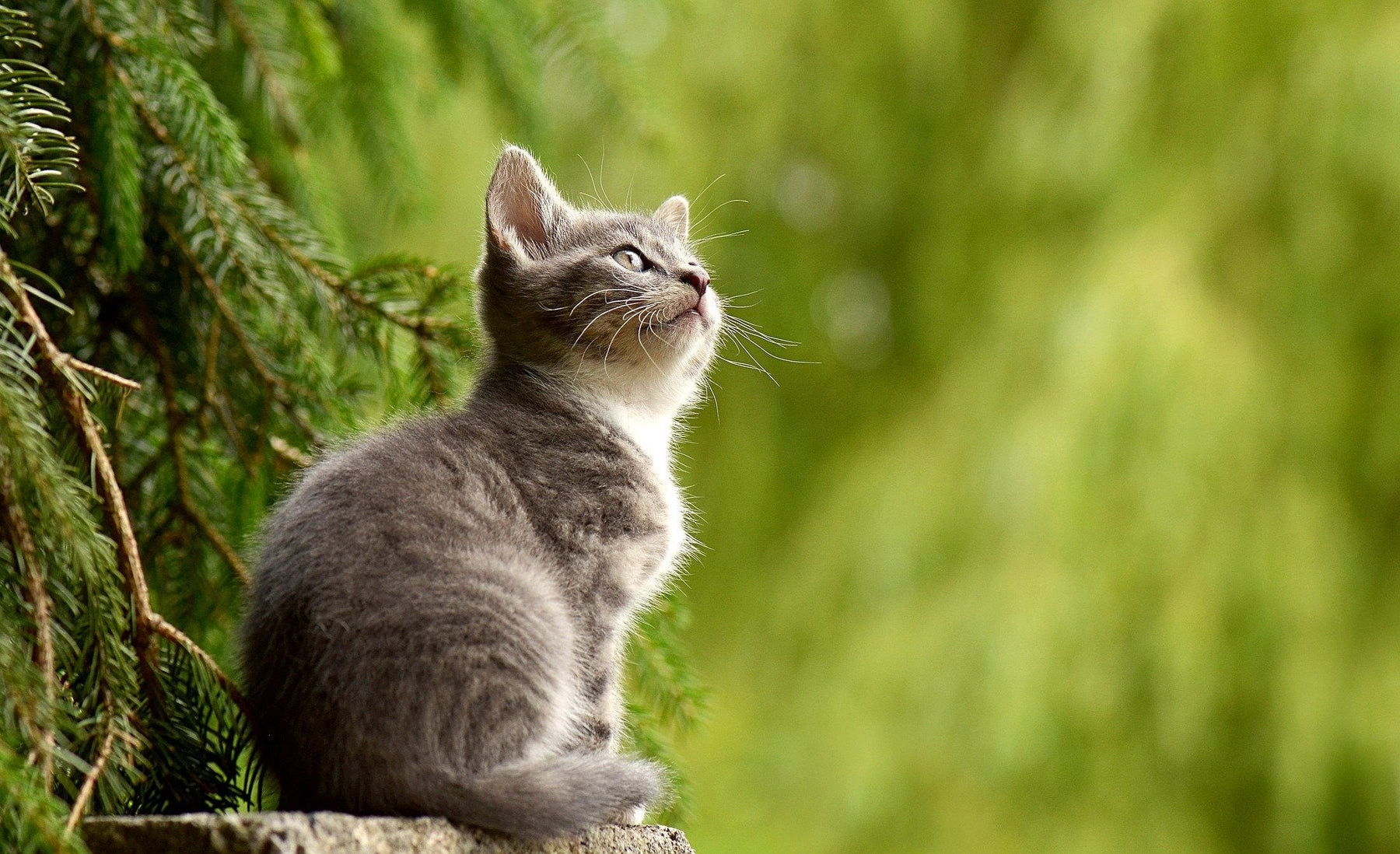 Kitty looking up surrounded by green trees