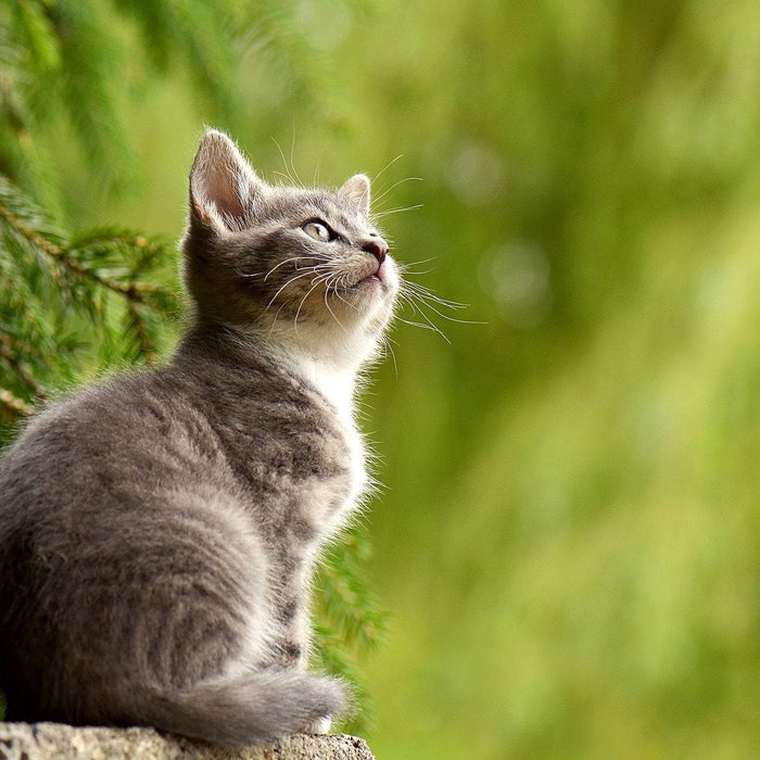 Kitty looking up surrounded by green trees
