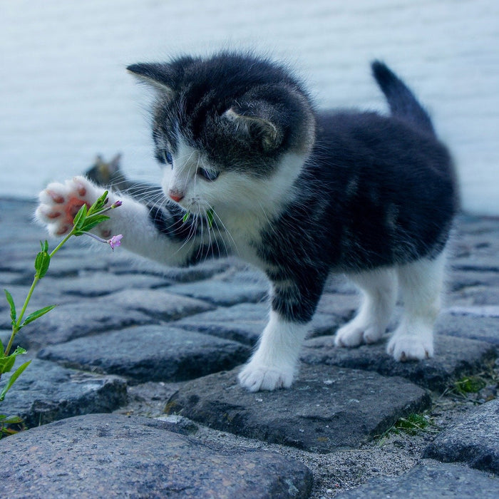 Kitty playing with a flower that popped out of concrete